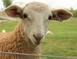 lamb